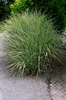Hardy Tall Grass